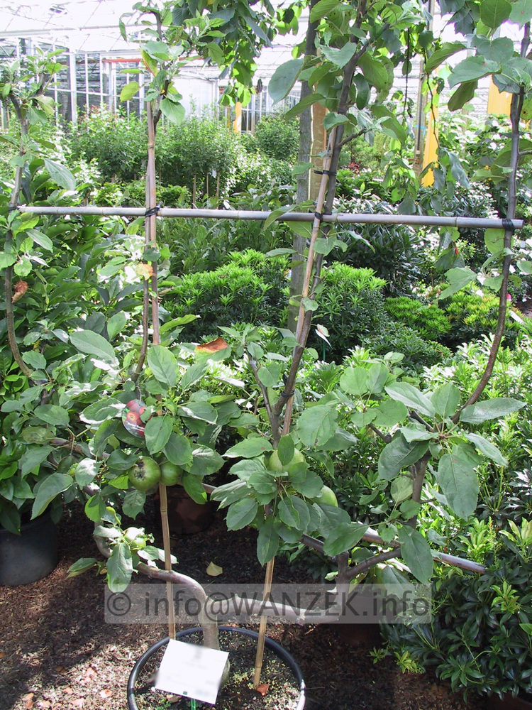 Apfelspalier U-Form 4-armig aufrecht.JPG